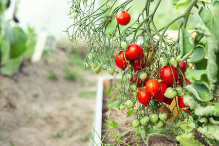 Ripe red tomatoes hanging on vine in greenhouse. Growing a tomato in a home greenhouseの写真素材