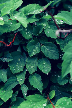 Dark green foliage after rain. Water drops on the leaves. Abstract natural background. Vertical...