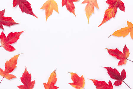 Autumn composition. Frame made of red maple leaves on white background. Copy space for your text. Autumn, fall conceptの写真素材