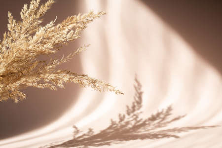 Abstract background with dried pampas grass and shadows on beige wall. Floral silhouette on beige backgroundの写真素材