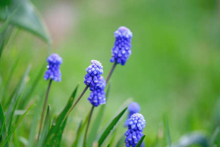 Muscari armeniacum. Blue Grape Hyacinth blooming in the garden. Beautiful spring backgroundの写真素材