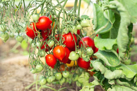 Fresh ripe red tomatoes hanging on the vine in a greenhouse. Farming, gardening conceptの写真素材