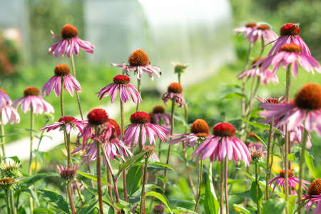 Echinacea purpurea in garden. Medicinal flower to enhance immunity. Selective focusの写真素材