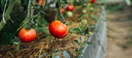 Home grown tomato vegetables growing in greenhouse. Vegetable Growing. Farming, gardening conceptの写真素材