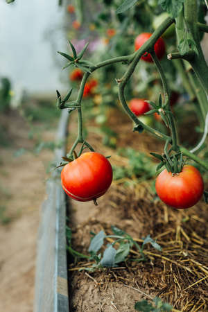 Ripening tomatoes in greenhouse. Close-up of two tomatoes on branch. Farming, gardening conceptの写真素材