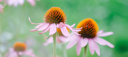 Echinacea Purpurea or Pink Coneflower in garden. Summer flower background. Selective focus. Horizontal bannerの写真素材