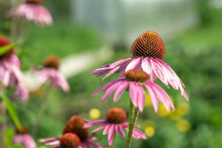Close-up of Echinacea Purpurea in garden. Medicinal flower to enhance immunity. Selective focusの写真素材