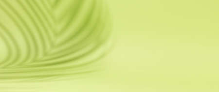 Horizontal banner with natural palm shadows on green wall. Floral silhouette on green backgroundの写真素材