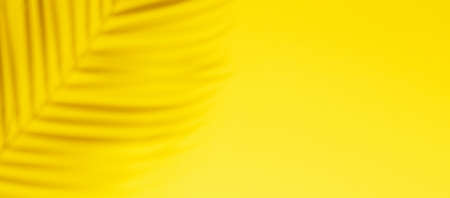 Horizontal banner with natural palm shadows on yellow wall. Floral silhouette on yellow backgroundの写真素材