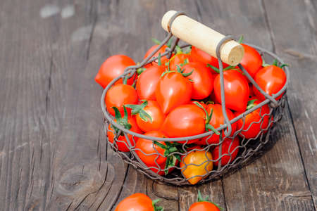 Home grown organic tomatoes on wooden background. Red cherry tomatoes in metal basket. Vegetable Growing. Farming, gardening conceptの写真素材