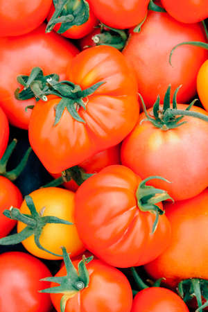 Close-up of tomatoes. Background of ripe juicy tomato. Vegetable Growing. Farming, gardening concept.の写真素材