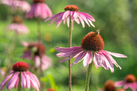 Close-up of Echinacea Purpurea in garden. Medicinal flower to enhance immunity. Selective focusの写真素材