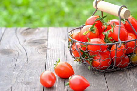Home grown organic tomatoes on wooden background. Red cherry tomatoes in metal basket. Vegetable Growing. Farming, gardening concept SOFT FOCUSの写真素材