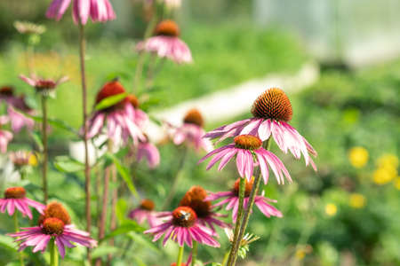 Echinacea purpurea in garden. Medicinal flower to enhance immunity. Selective focusの写真素材