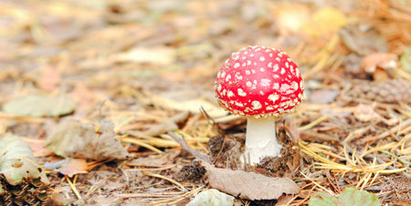 Fly agaric mushroom in the fall forestの写真素材
