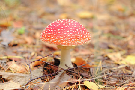 Fly agaric mushroom in the fall forestの写真素材