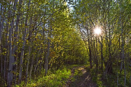 Sunny forestの写真素材