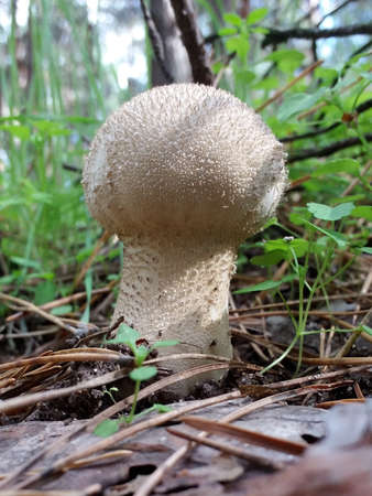 White wild mushroom puffball in the coniferous forest