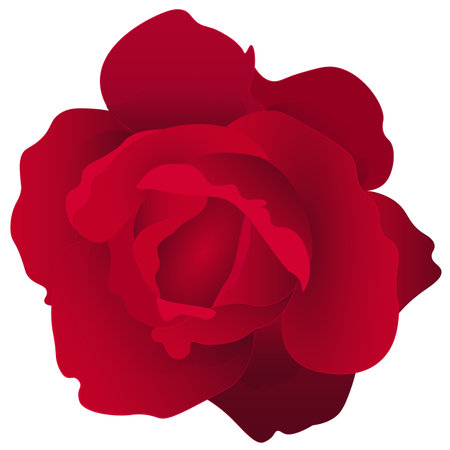 Realistic Red Rose flower vector template elementのイラスト素材