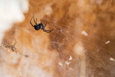 One black spider crawls on its web with brown blurred background