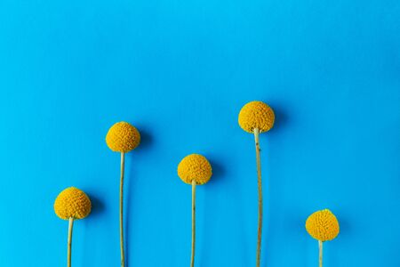 5 yellow round flowers arranged in a row on a blue background with place for text at the top....