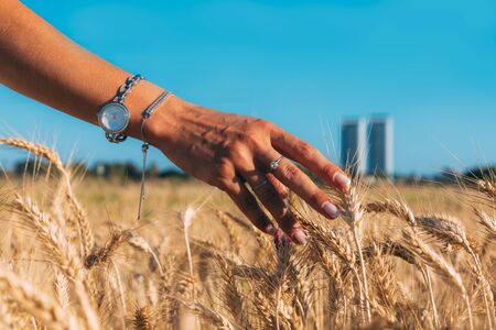 Female hand of a young girl touches the spikelets in a wheat field. Hand of a girl with beautiful jewelry, a watch and two rings on her fingers. Golden spikelets and blue sky. Two blurred buildingsの写真素材