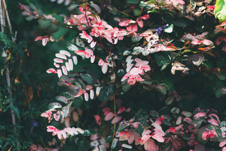 Bush with green and pale pink leaves. Street plant in Israel. Good background or desktop wallpaper. Acacia bushの写真素材