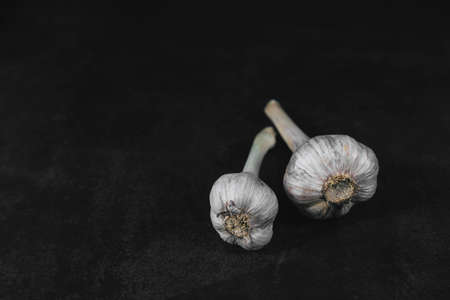 Two heads of organic garlic on dark textured background with space for text. Organic eco food. Healthy diet. Freshly picked vegetables. Fresh spice. Spicy ingredient. Natural antibioticの写真素材