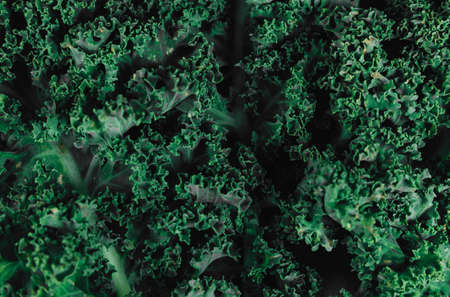 Top view of close-up green fresh curly lettuce. Organic eco food. Healthy diet. Freshly picked vegetables. Fresh greens for salad. Natural organic food. Edible vegetable background. Flat layの写真素材