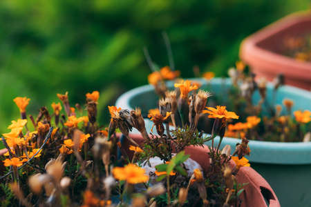 Orange flowers in pots outdoor on the balcony with blurred background. Beautiful small flowers blooming in flower pot. Blooming flowers on a sunny day. Outdoor garden. Home plants.の写真素材