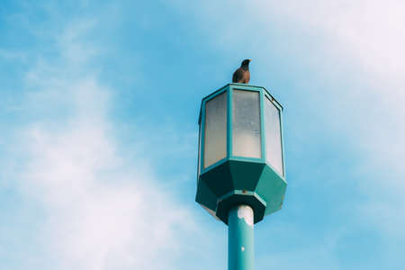 A small bird with a yellow beak sits on a street blue lamp, bottom view on a background of blue sky with small clouds. Freedom. Forever alone. Postcard. Wallpaper. Wildlife. Birds in Israel.の写真素材