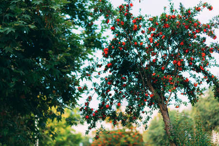 Tree with red flowers in the park. Beautiful tree with red flowers. Red color. Blossom. Garden.の写真素材
