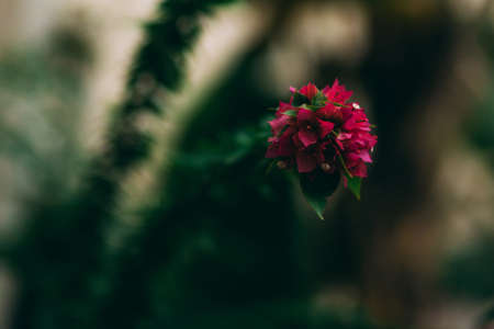 Beautiful purple bougainvillea with selective focus on bush of flowers and blurred green background. Nice wallpaper. Tropical. Genus of thorny ornamental vines. Background of colorful bougainvilleaの写真素材