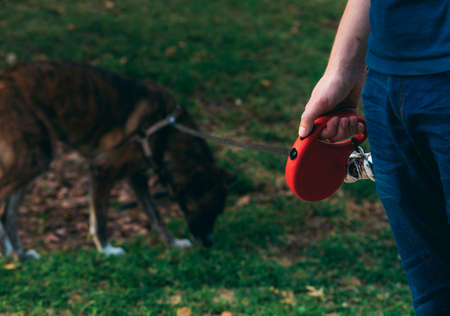 A red dog leash in a man's hand. Walking a brown dog in the park. Pet and owner. Adorable brown dog with red leash and owner's hand. Selective focus on the hand. Dog walking during quarantineの写真素材