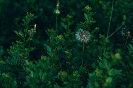 White shabby dandelion in green foliage with blurry background. One blooming fluffy white dandelion. Natural green blurred spring background, selective focus. Green natural backgroundの写真素材
