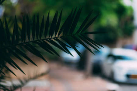 Palm leaf on blurred street background in sunny summer day with space for text. Nice wallpaper. Tropical plants, palm trees. Mediterranean plants. Walk along the street during the dayの写真素材