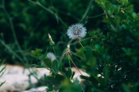 White dandelions in green foliage with blurry background of white stone. Two blooming fluffy white dandelions. Natural green blurred spring background, selective focus. Green natural backgroundの写真素材