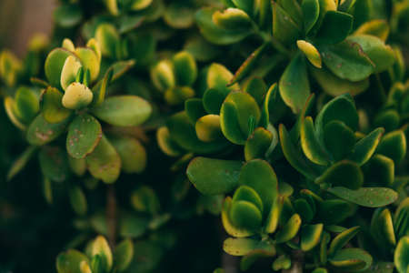 Green leaf texture pattern. Leaf texture background. Wall plant green. Green grass wall texture for backdrop design. Beautiful ornament plants texture and background. Dark green foliage.の写真素材