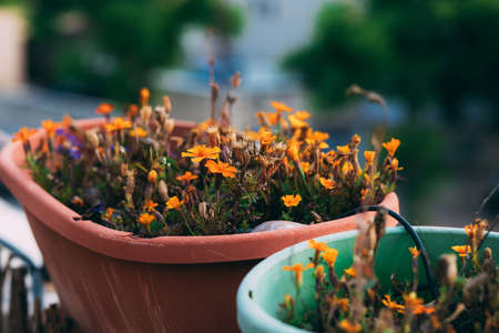 Orange flowers in pots outdoor on the balcony with blurred background. Beautiful small flowers blooming in flower pot. Blooming flowers on a sunny day. Outdoor garden. Home plants.の写真素材