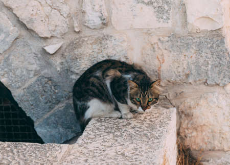 Cat on the background of the Jerusalem wall on the roofs. White cat with brown-dark spots and green eyes, stares intently. Streets of jerusalem. Urban wild kitty. Close-up portrait of cat. Old cityの写真素材
