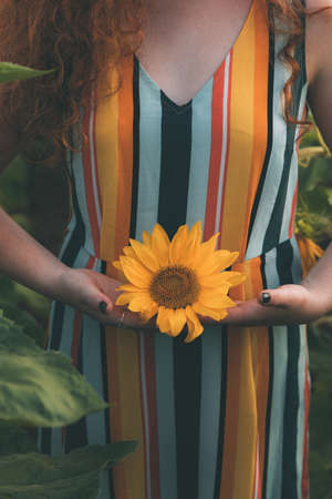Young woman is holding sunflower in her hands. Part of girl body in a colorful striped dress with long red hair in the field of sunflowers. The concept of summer and sun. Sunflower season in Israelの写真素材