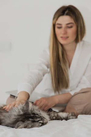 A gray Maine Coon cat lies on the bed and a blurred girl with laptop on the background strokes him at home in the bedroom. Working from home. Woman checking social apps. Quarantine time. Freelancerの写真素材
