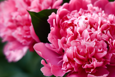 Beautiful big pink peoniesの写真素材