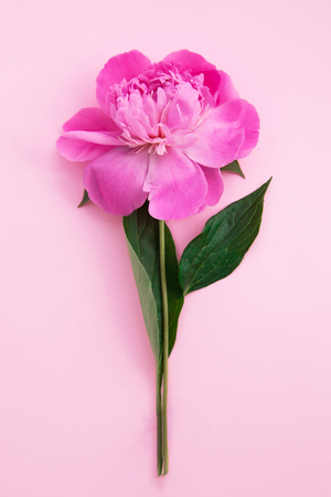Pink peony flower on pink background. Young fresh plant.の写真素材
