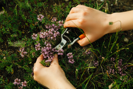 Mountain thyme growing in nature. Female hands collect young herbs for tea.