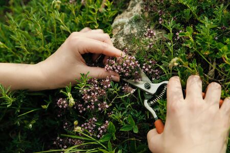 Mountain thyme growing in nature. Female hands collect young herbs for tea.の写真素材
