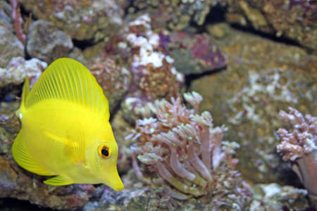 yellow tang marine fish