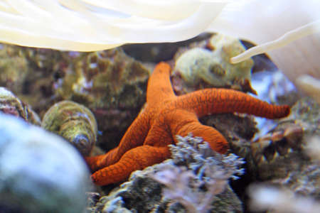 orange star fishの写真素材