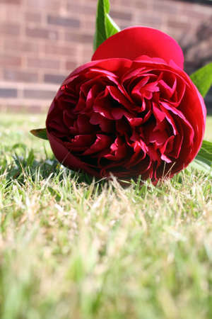 red peony flower の写真素材