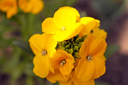 yellow primulasの写真素材